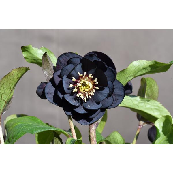 クリスマスローズ開花株 DD赤蕊ブラック 411 現品限り : 金井園芸