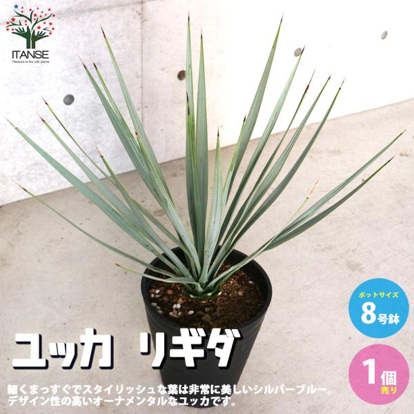 ITANSE ユッカ リギダ 観葉植物 8号プラスチック鉢：リビングや