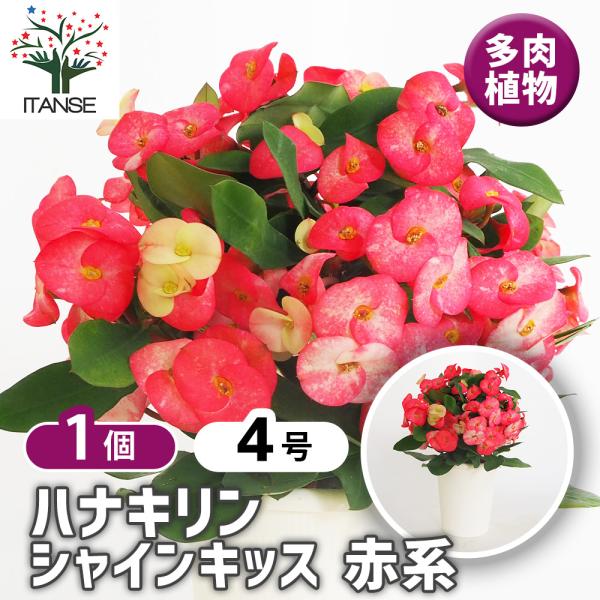 ハナキリン シャインキッス赤系 多肉植物 4号/1個売り コンパクト