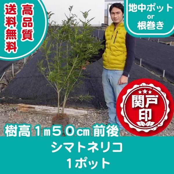 高品質 シマトネリコ 樹高 1m50cm前後 地中ポットor 根巻き 1ポット