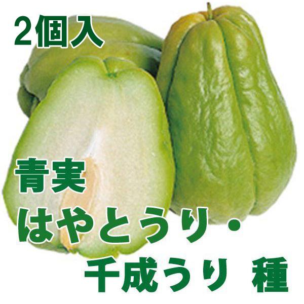 野菜・種/苗 青実はやとうり 千成うり 千成瓜 隼人瓜 ハヤトウリ 種