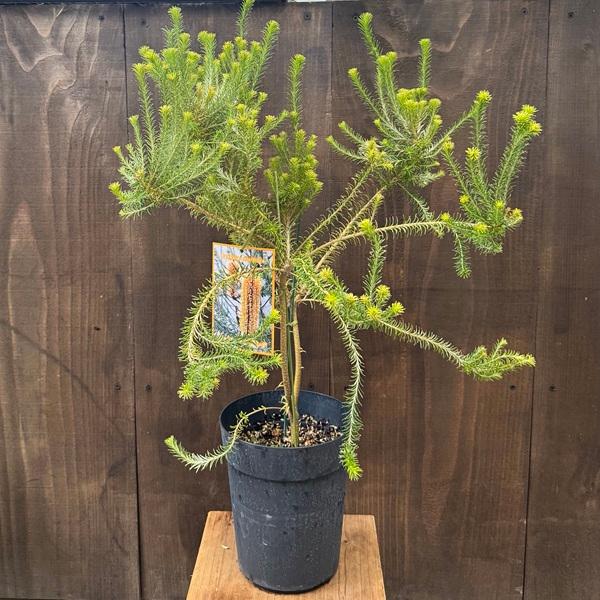 観葉植物 鉢花 苗：バンクシア エリシフォリア*6号 ヒースバンクシア