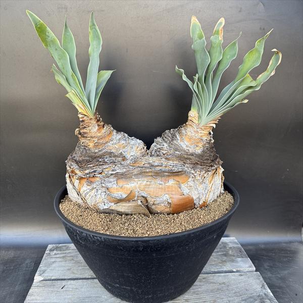 ☆特価☆コーデックス：ブーファン ハエマンソイデス ダブルヘッド 発