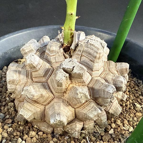 ☆特価☆コーデックス：アフリカ亀甲竜*塊根幅9cm 現品！一品限り