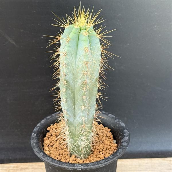 サボテン：ピロソケレウス アズレンシス 実生*幅3.5cm : 遊恵盆栽