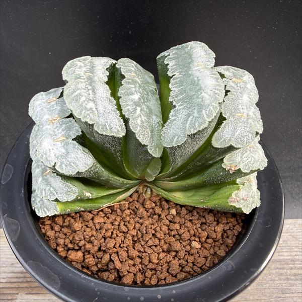 L*8様 多肉植物 ハオルチア アラネア・ギガス錦 超美品 L*8様 多肉植物