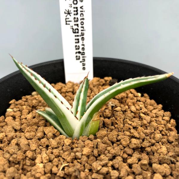 多肉植物：アガベ 氷山*幅5cm 現品！一品限り : 遊恵盆栽 Yahoo!店