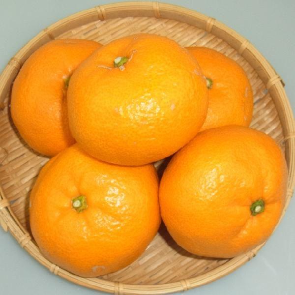 送料無料】山口県産 『大島みかん 2L〜3Lサイズ 9kg』（周防大島産