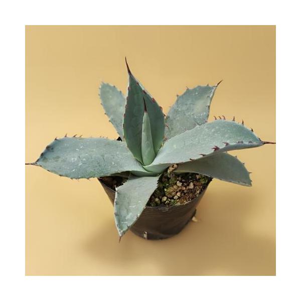 yamashichi_ya00004086