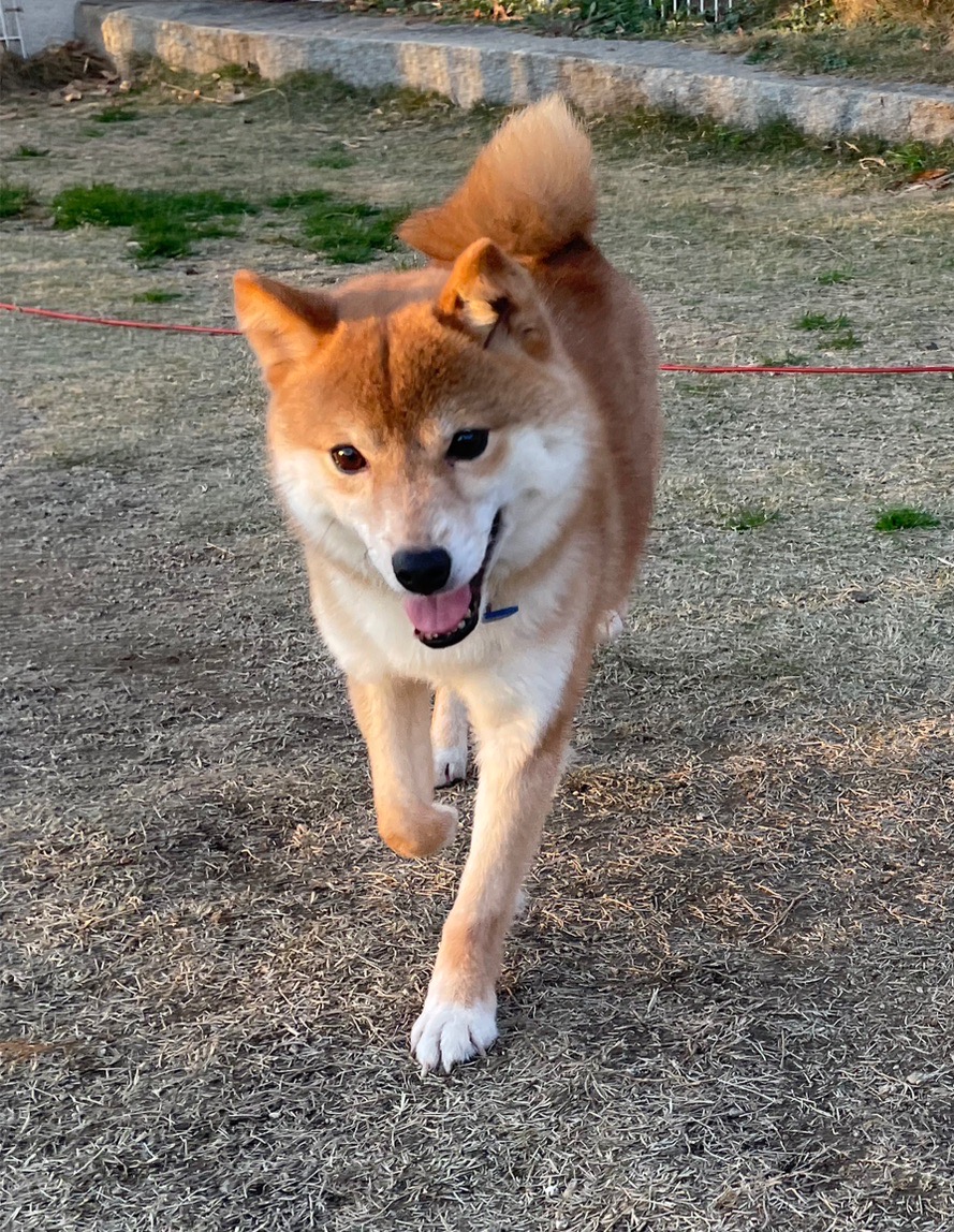 豆柴の紹介 | 樹の園 | ドッグラン憩〜ikoi〜