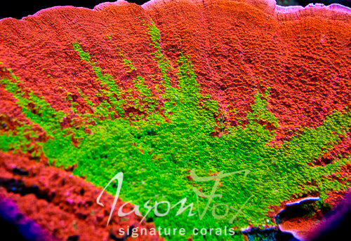 WWC GRAFTED MONTIPORA CAP – Jason Fox Signature Corals