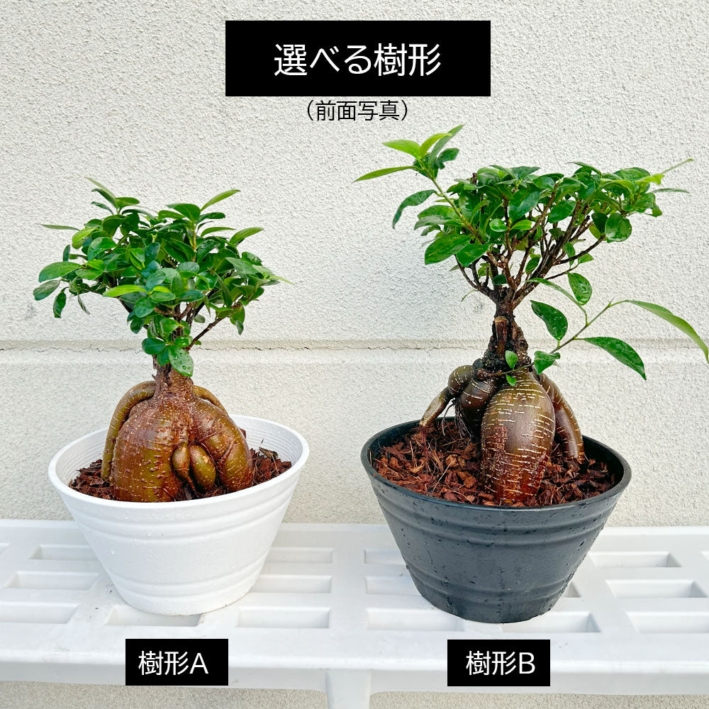 宝石のような観葉植物のお店 【Jewelry Plant】 ガジュマル 福寿 幹太