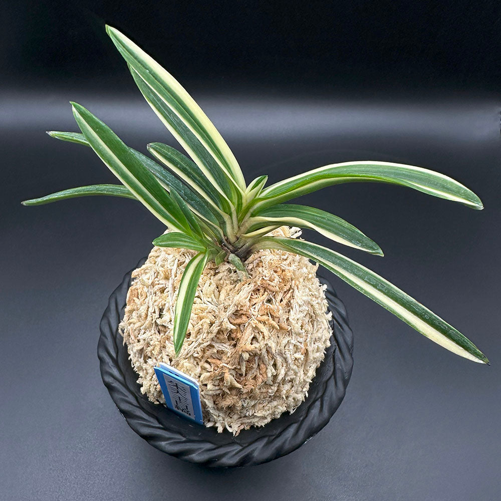 富貴蘭 風蘭 蘭 朱天王白縞 しゅてんのうしろしま 2本立 【現品】 T741