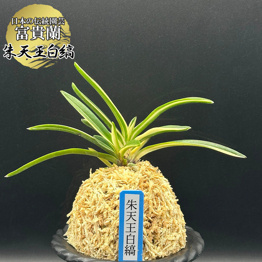 富貴蘭 風蘭 蘭 朱天王白縞 しゅてんのうしろしま 2本立 【現品】 T741