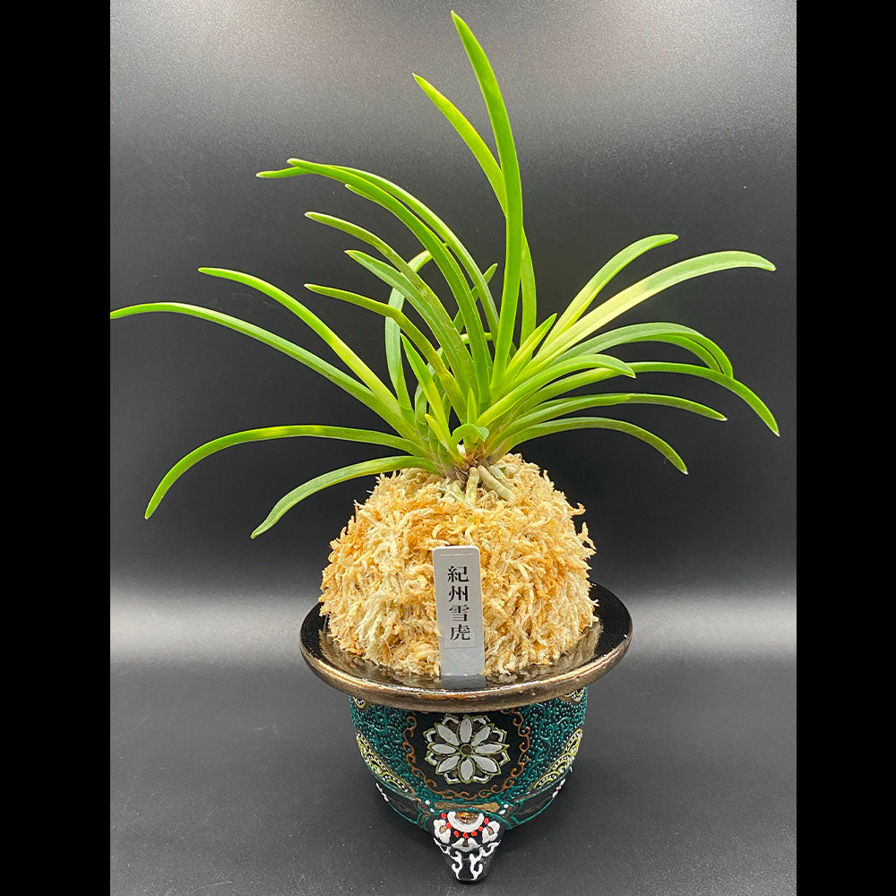 宝石のような観葉植物のお店 【Jewelry Plant】 富貴蘭 風蘭 蘭 紀州雪