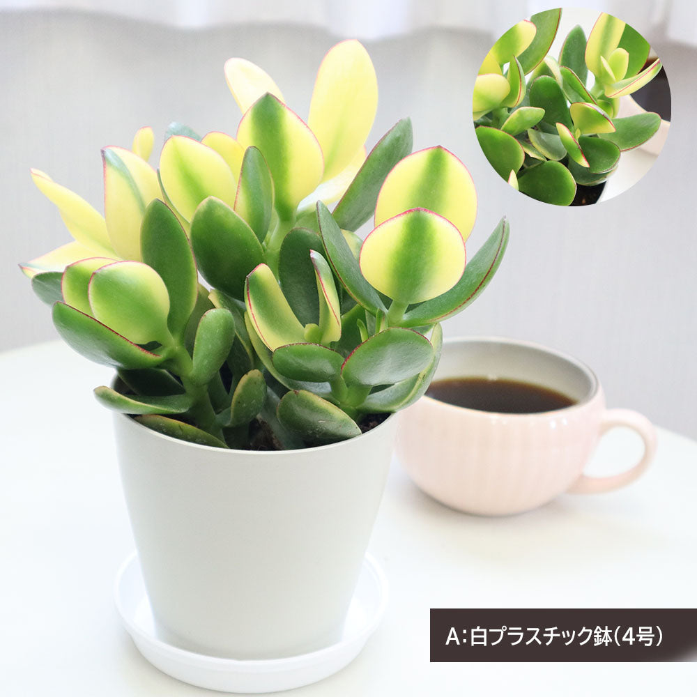 宝石のような観葉植物のお店 【Jewelry Plant】 金のなる木 斑入り 白