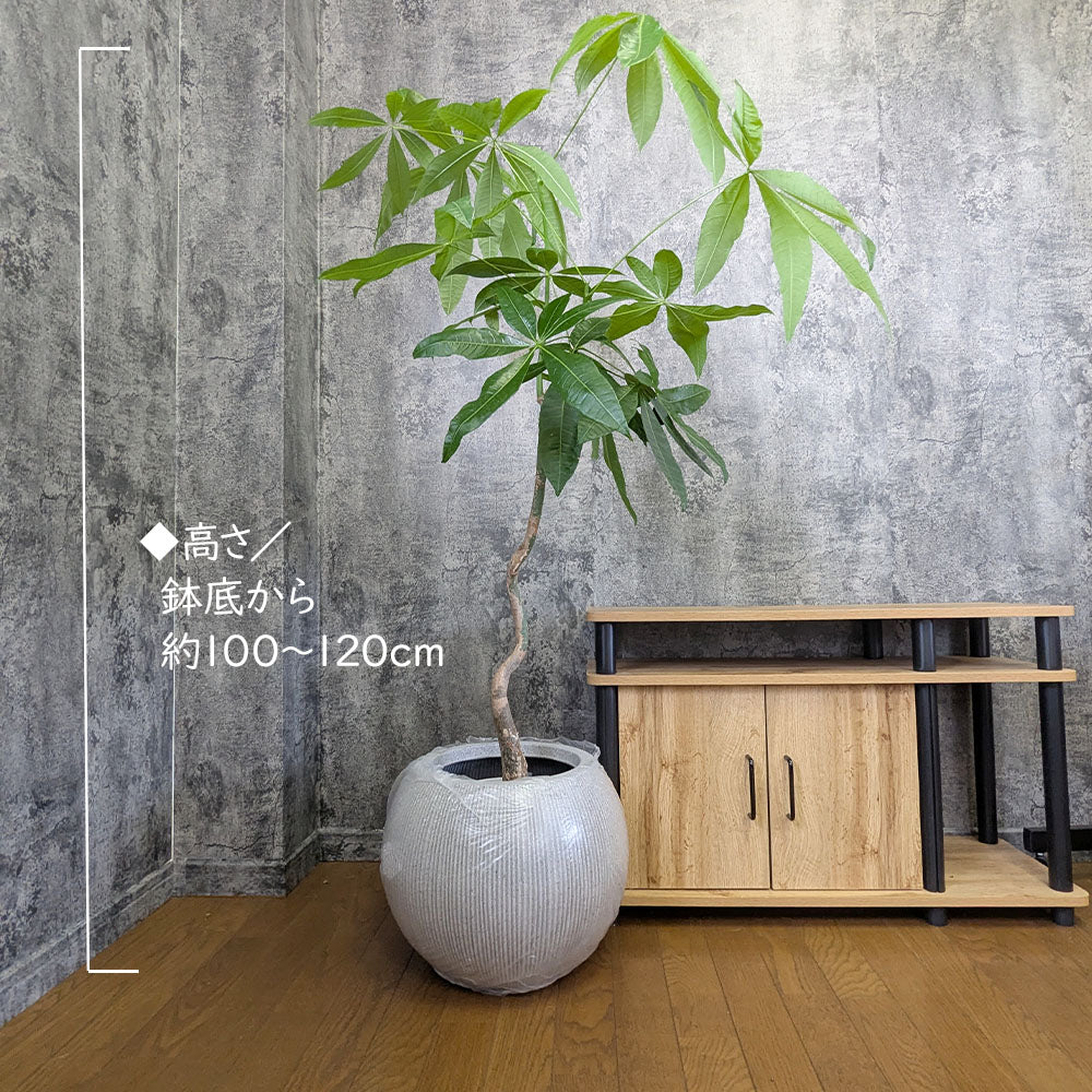 観葉植物 大型 パキラ 幹曲がり 8号 丸型プランター ラッピング無料