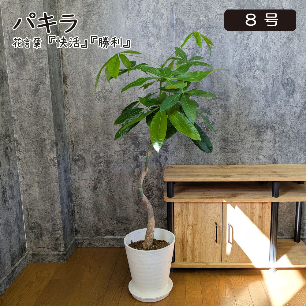 パキラ 観葉植物 曲がった茎 パキラの葉の茎？が曲がって下がってい