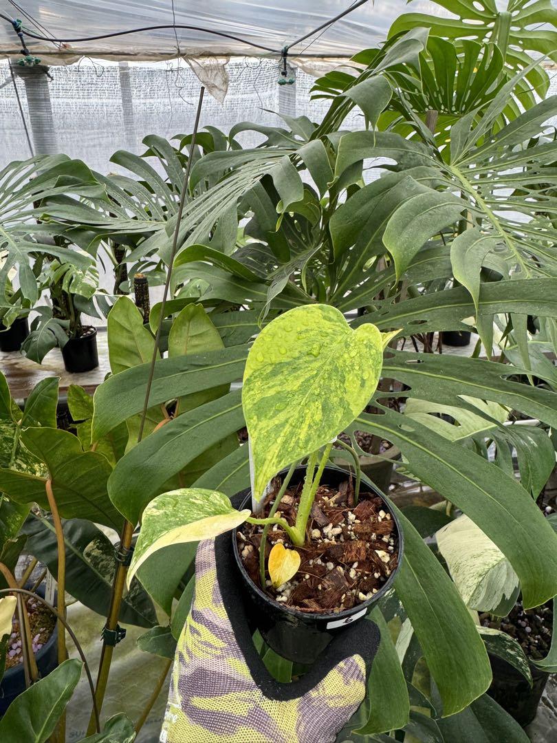 極上黄斑】モンステラ・デリシオーサ 'イエローマリリン'（イエロー
