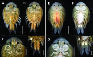 海水魚の寄生虫，マツイウミチョウの生鮮個体の色彩 – Nature of