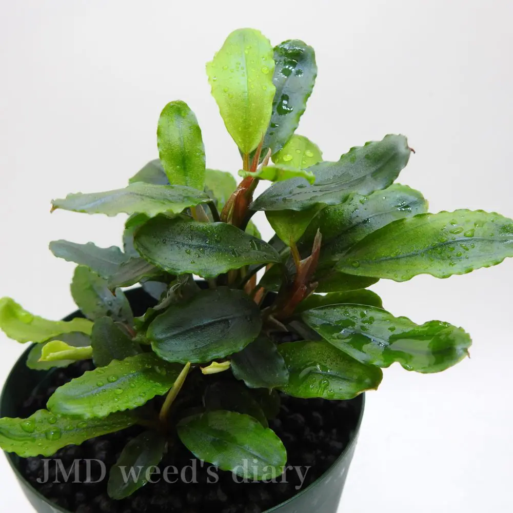 ブセファランドラsp.シルバービブリス Bucephalandra sp.silver biblis