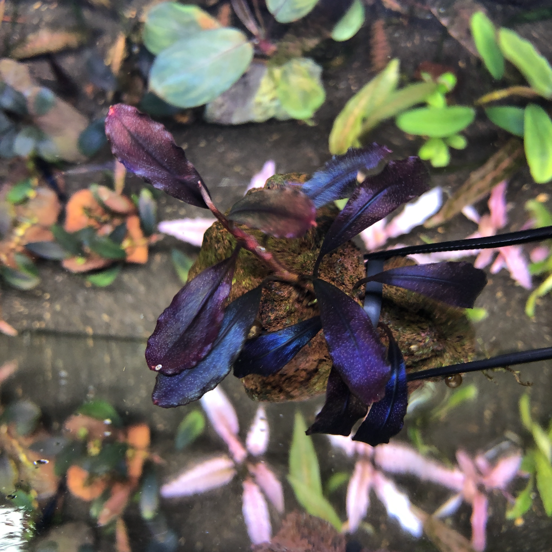 ブセファランドラsp.ゴーストカリマンタン❣️Bucephalandra sp.ghost