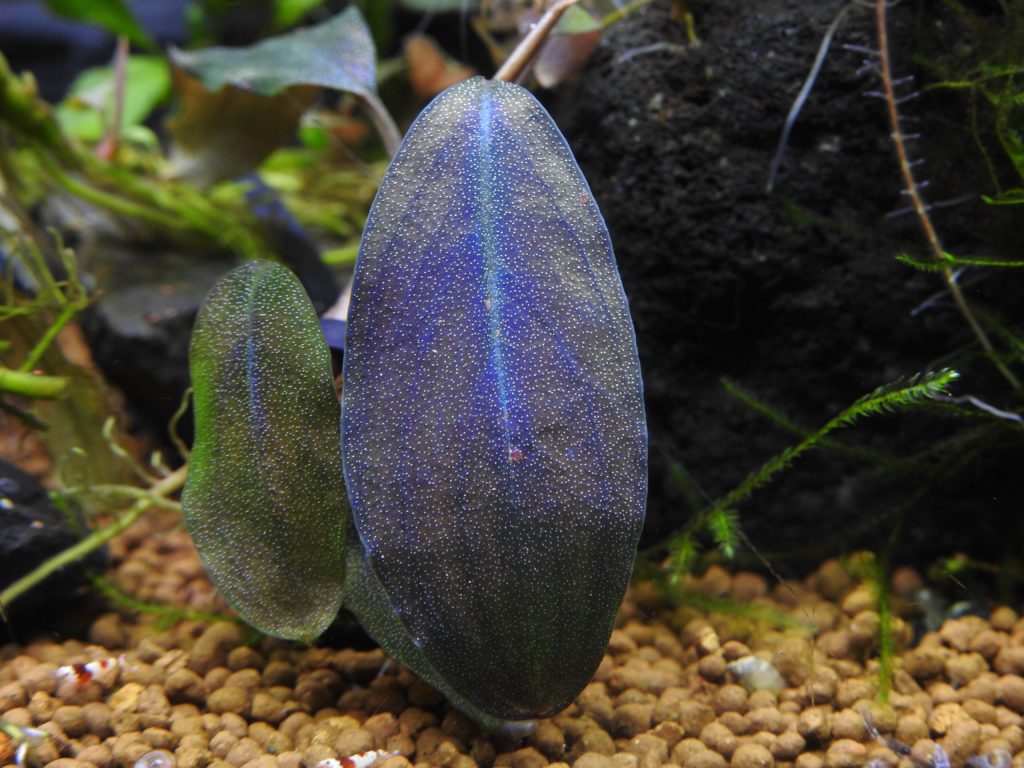 ブセファランドラ sp.レインボーシャイン❣️Bucephalandra sp.Rainbow