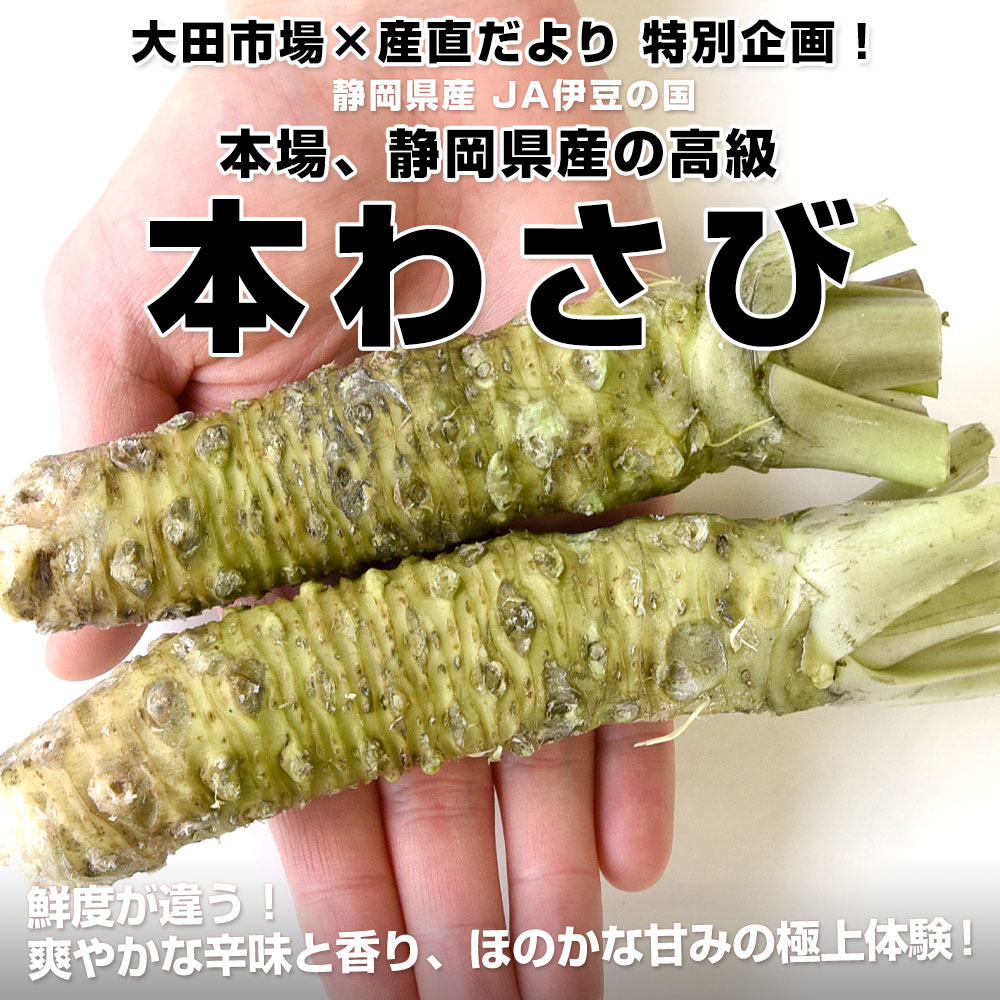 静岡県産 JA伊豆の国 本わさび A級品 約1キロ（7から12本前後） 送料