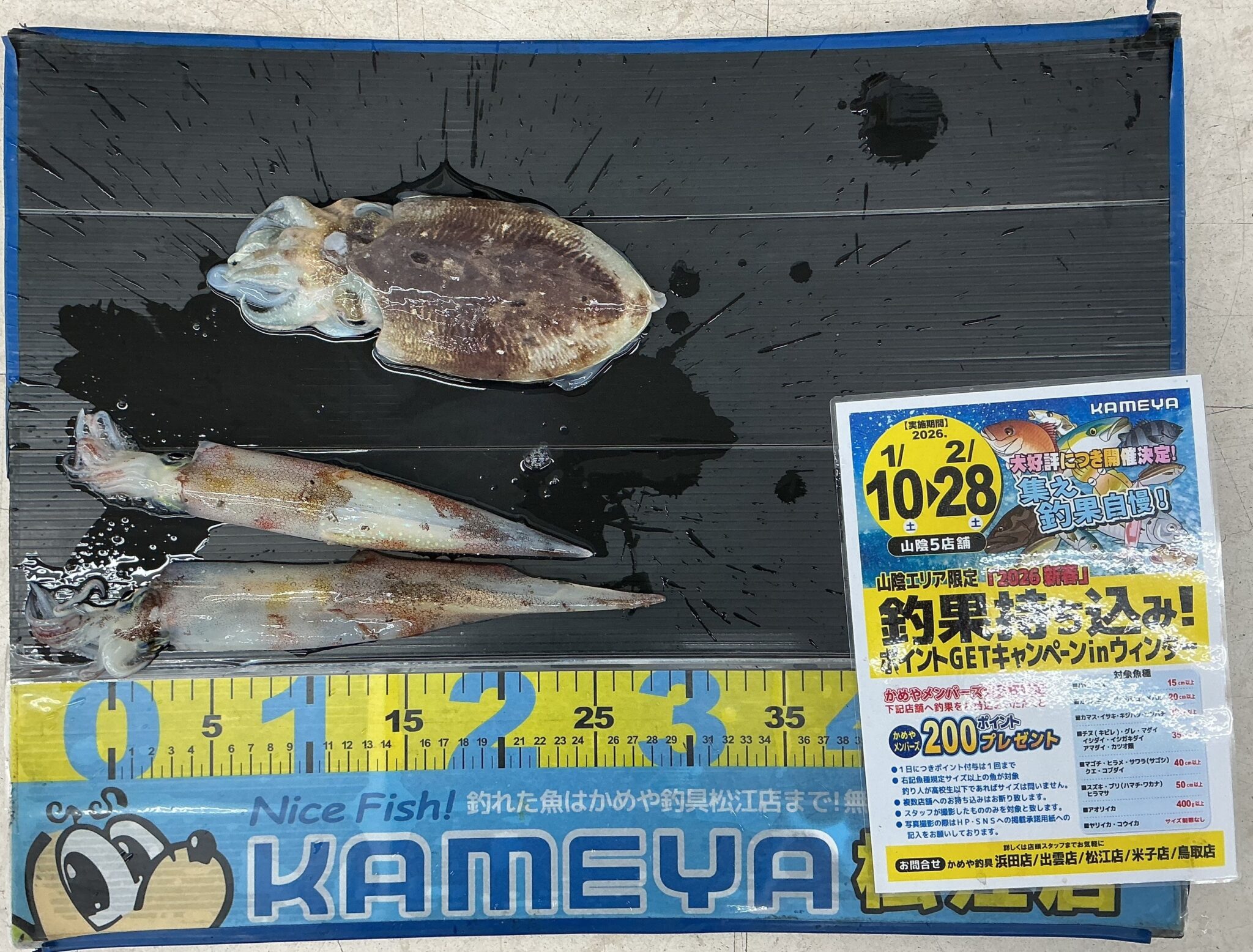 2026・2・27 ヤリイカ コウイカ 島根半島 | かめや釣具