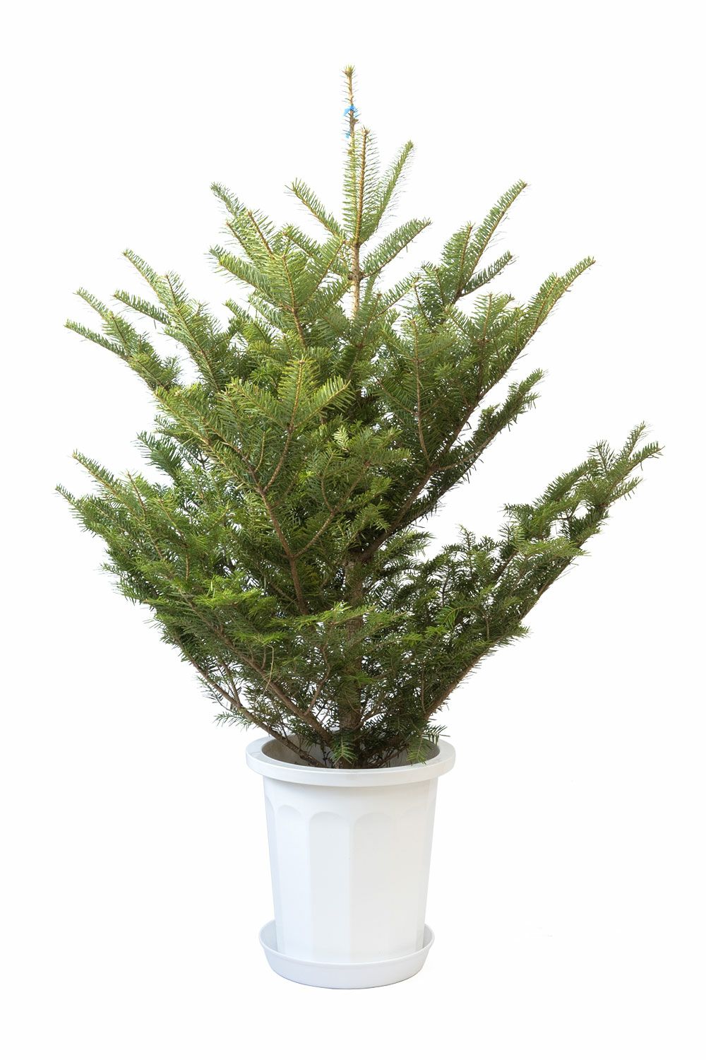 もみの木（モミの木） 120cm～ 10号鉢（屋外用）