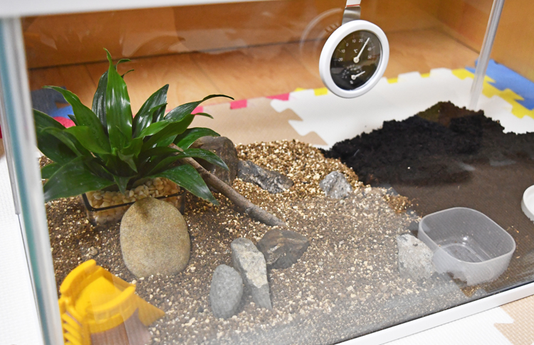 カナヘビを飼育するのに必要なものとお金について | カナヘビ飼育ブログ