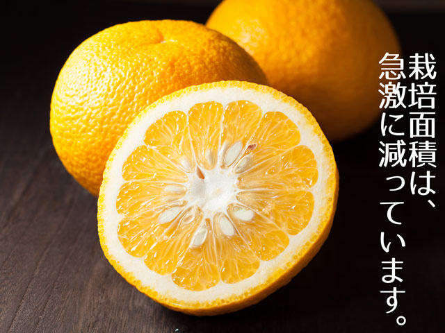 夏みかん｜夏みかん宅配｜夏みかんなら観音山フルーツガーデン