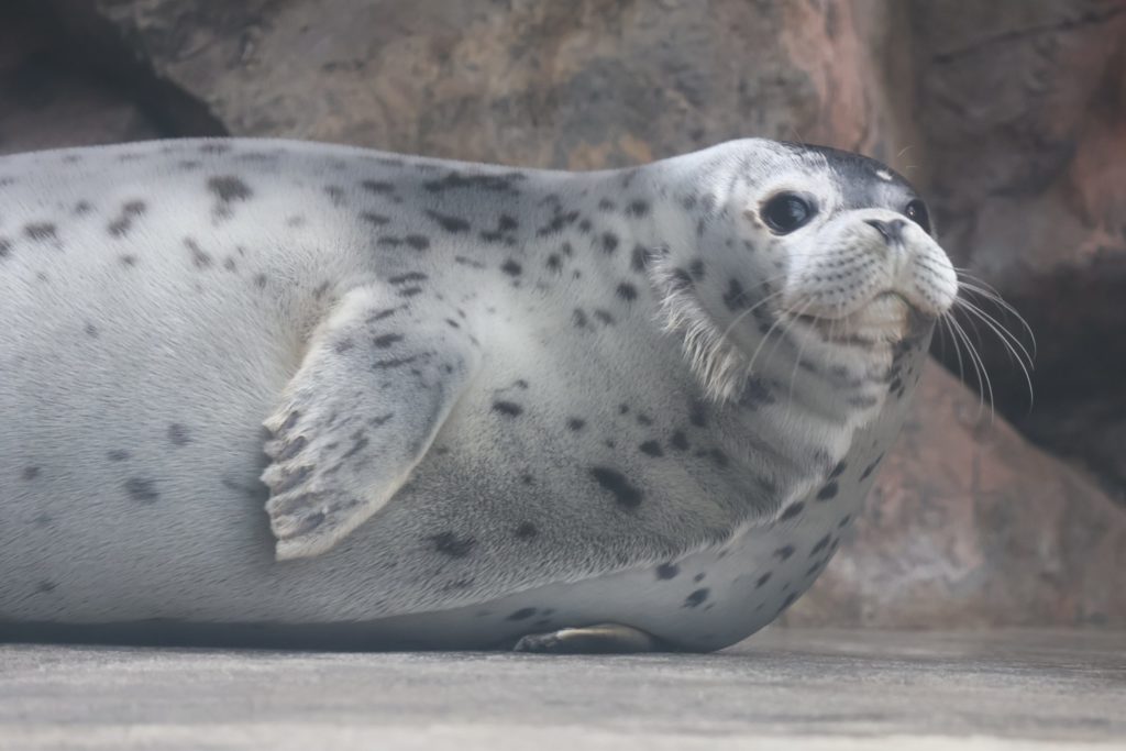 2025年生まれのアザラシたちに会いに行ったお話③ *2025年3～5月