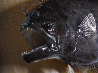 魚類剥製 | 魚類剥製工房 かげろう
