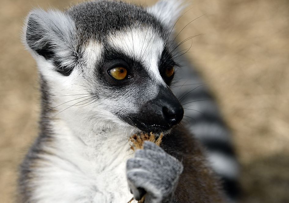 灰色の狐猿様専用 8⁄1