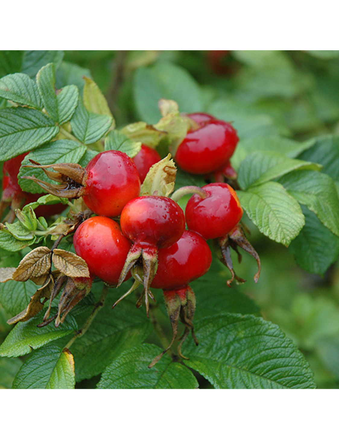 Rosa Rugosa | Kennedy's Country Gardens | Garden Center | Scituate, MA