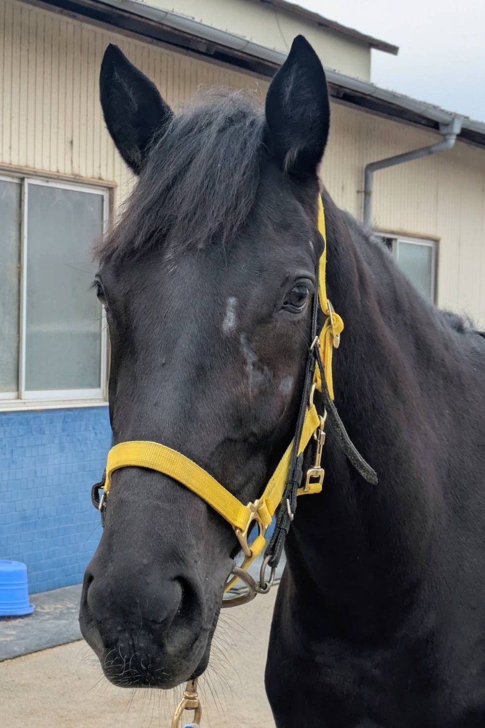 ラヴリードリームの23 牝2歳 ※育成馬 未登録の2歳馬 | サラブレッド
