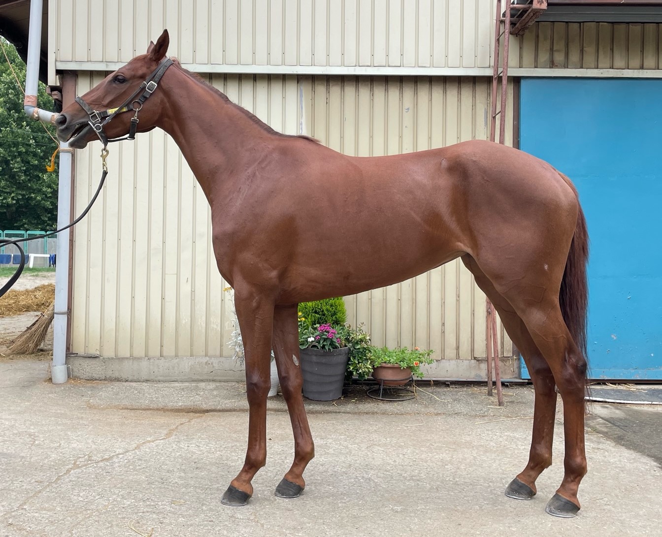 ラヴスウィートリー 牝3歳 ※中央競馬登録抹消 | サラブレッドオークション