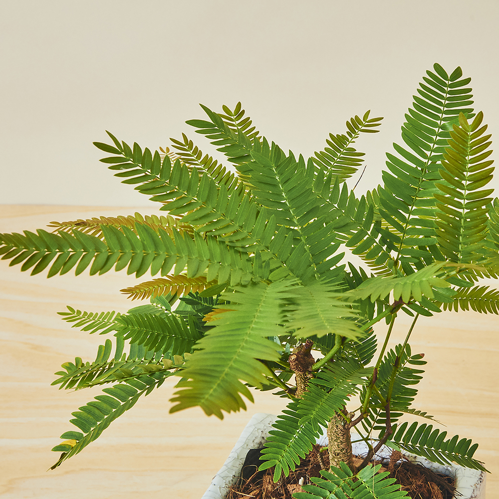 エバーフレッシュS/盆栽、多肉植物、塊根植物、観葉植物通販/KIDORI