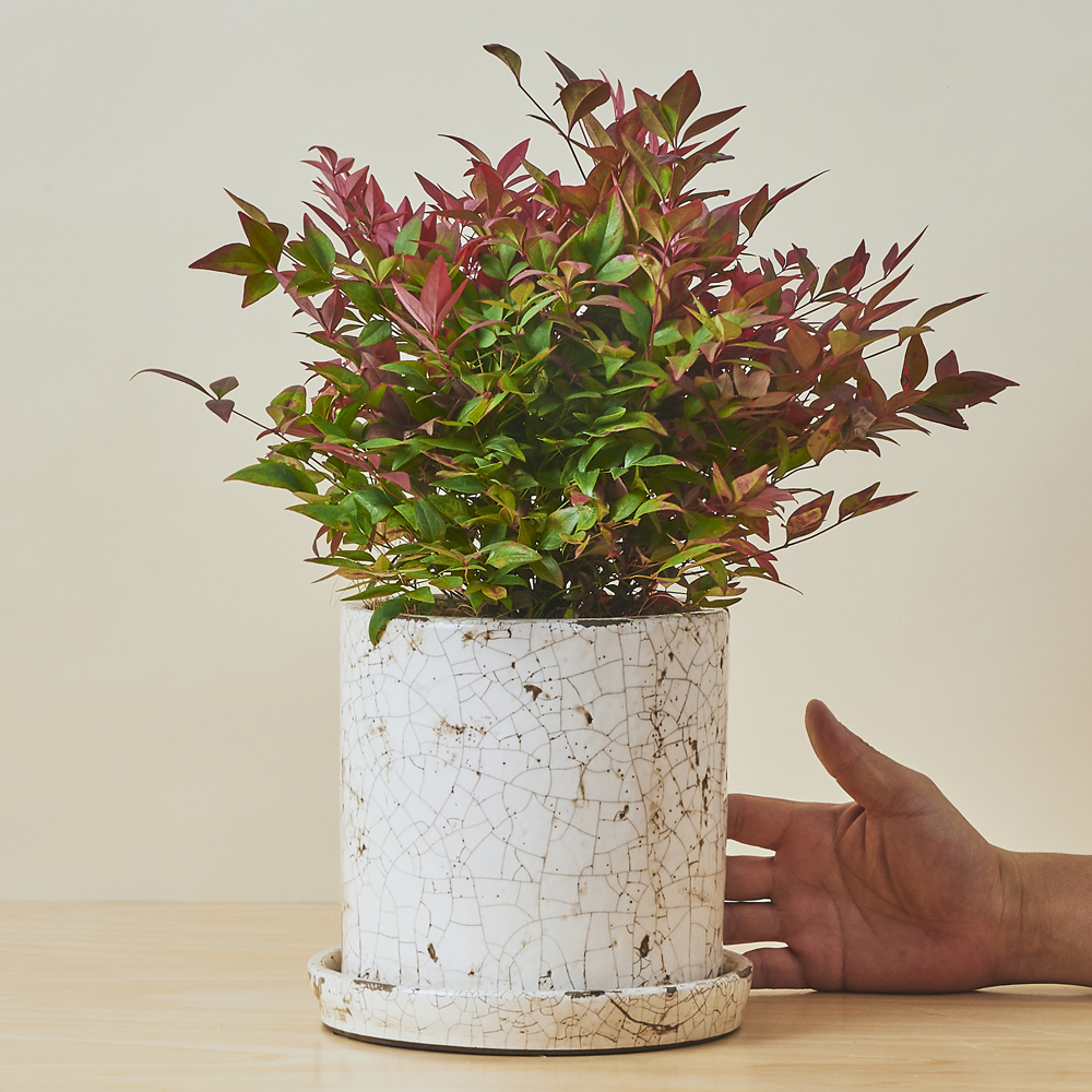 南天・オブセス/盆栽、多肉植物、塊根植物、観葉植物通販/KIDORI -キドリ-