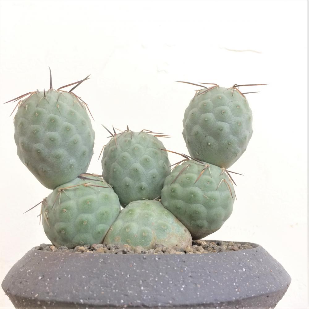 テフロカクタス ゲオメトリクス/盆栽、多肉植物、塊根植物、観葉植物