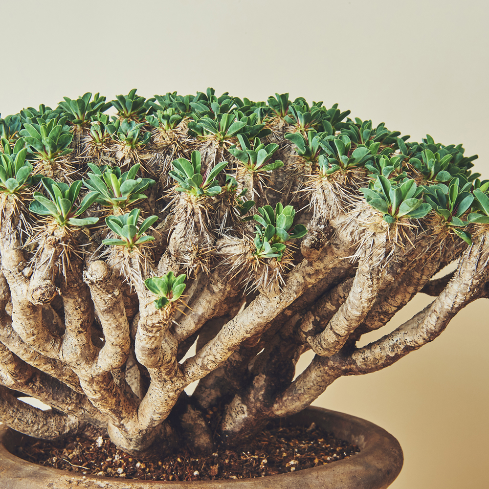 ユーフォルビア ギラウミニアナ/盆栽、多肉植物、塊根植物、観葉植物