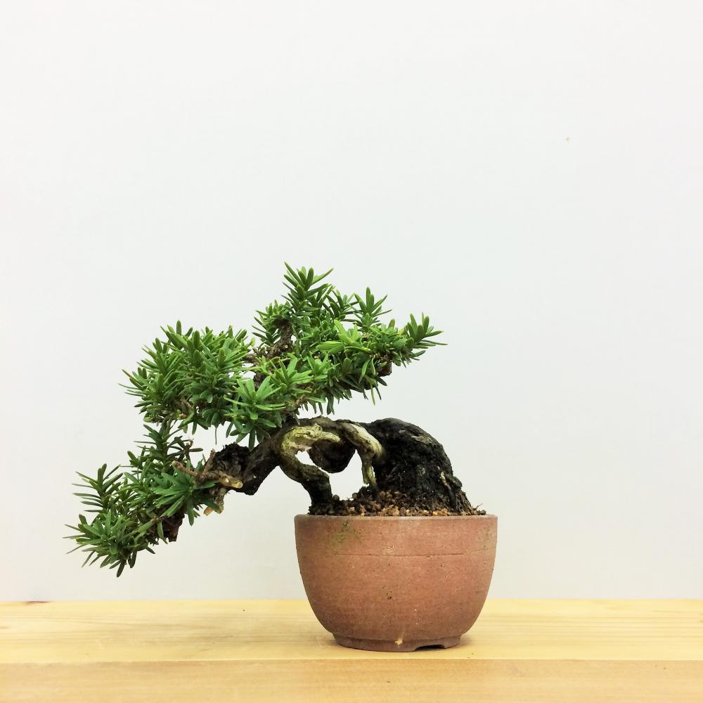 盆栽 一位 -イチイ-/盆栽、多肉植物、塊根植物、観葉植物通販/KIDORI