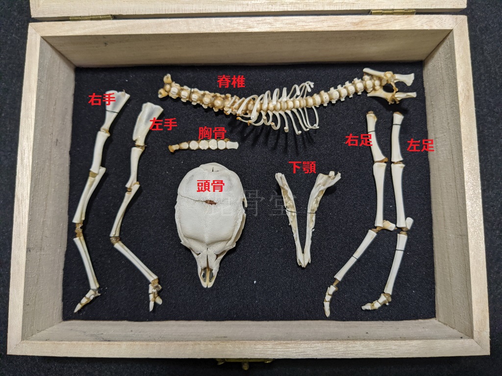 鹿の胎児の骨格標本を作ってみた | 気まぐれハンター日記