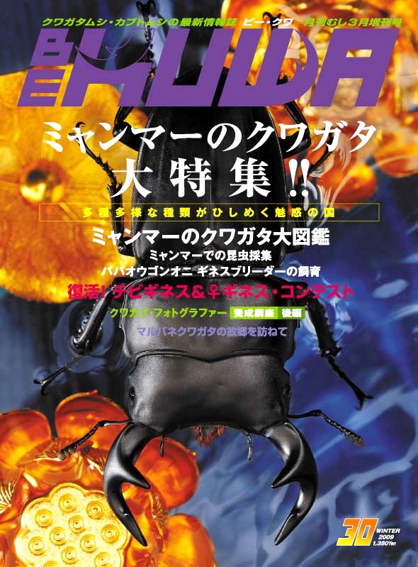 ビークワ30号（BE・KUWA） ミャンマーのクワガタ大特集