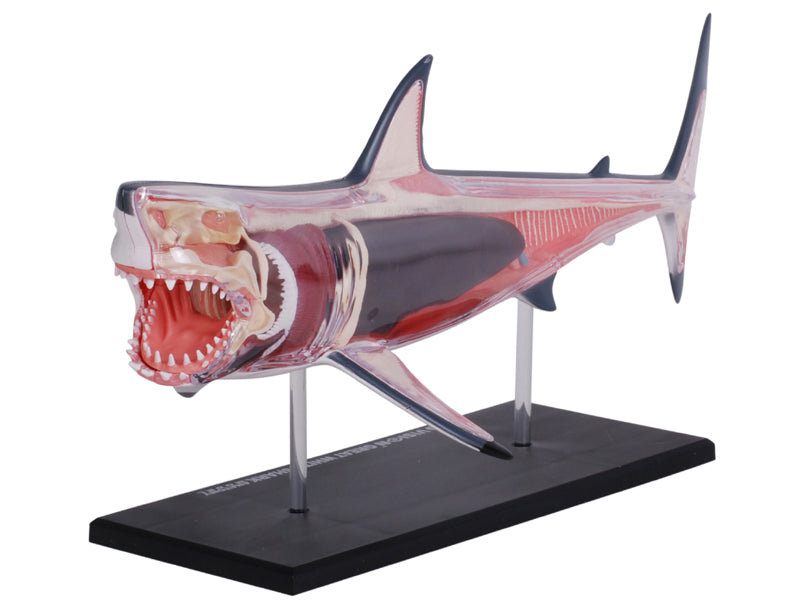 4D Master 622028 Great White Shark ホホジロザメ 解剖モデル