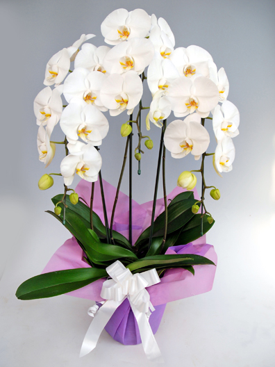 愛ふわふわ 白い胡蝶蘭 ラッピング付き 110センチ 北海道、沖縄発送