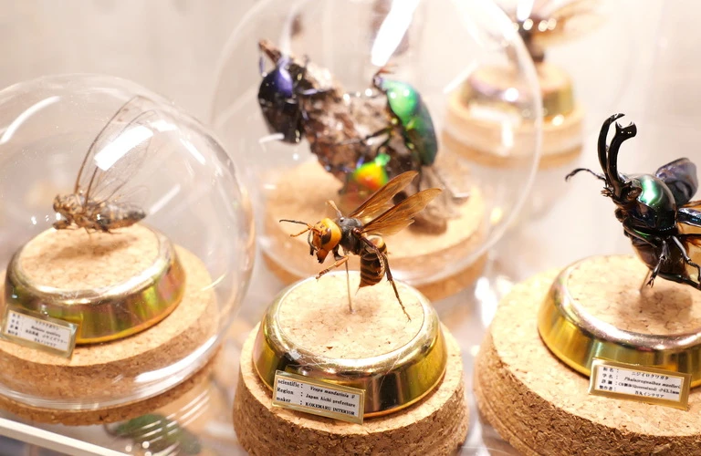 解剖模型 寄生虫標本 木製フレーム 解剖模型 寄生虫標本 木製フレーム