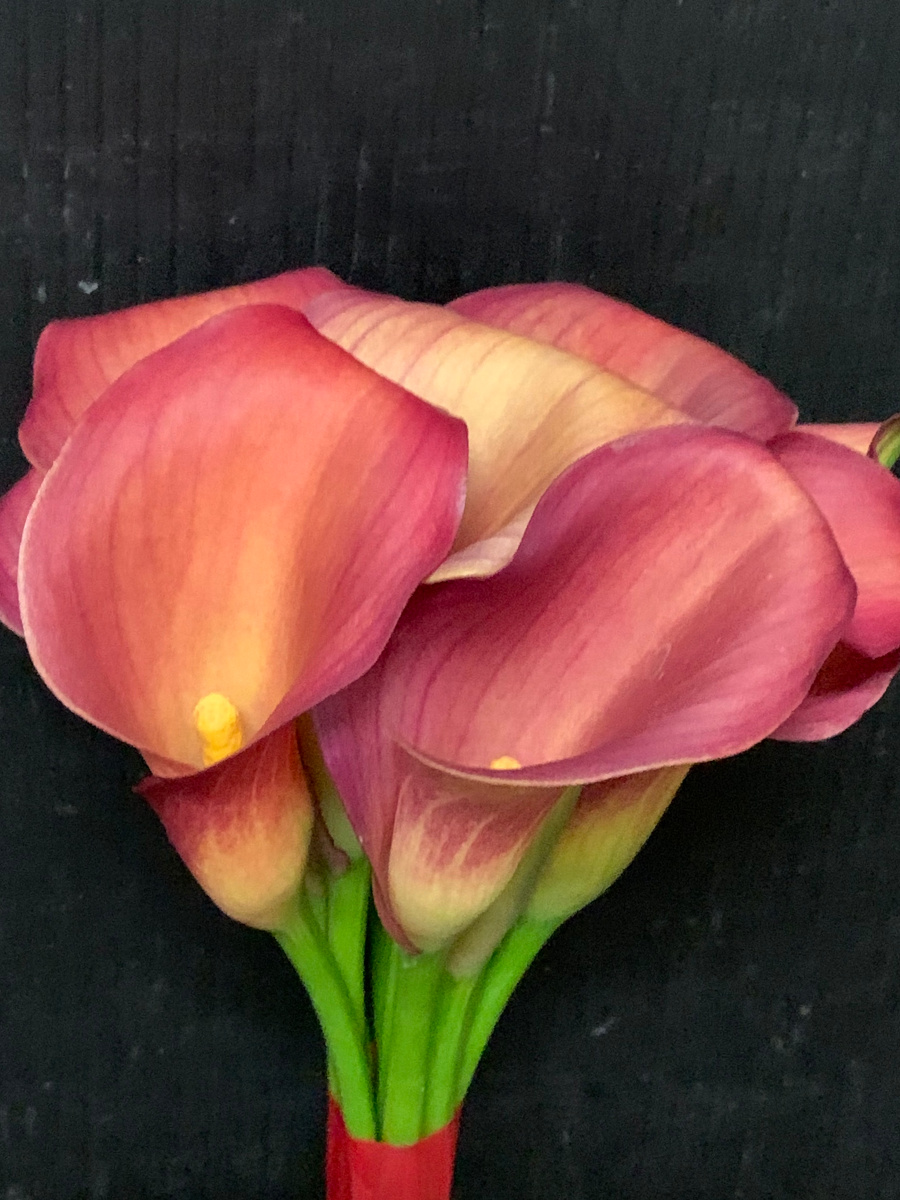 KOTA Photo カラー 赤 | 九州大田花き