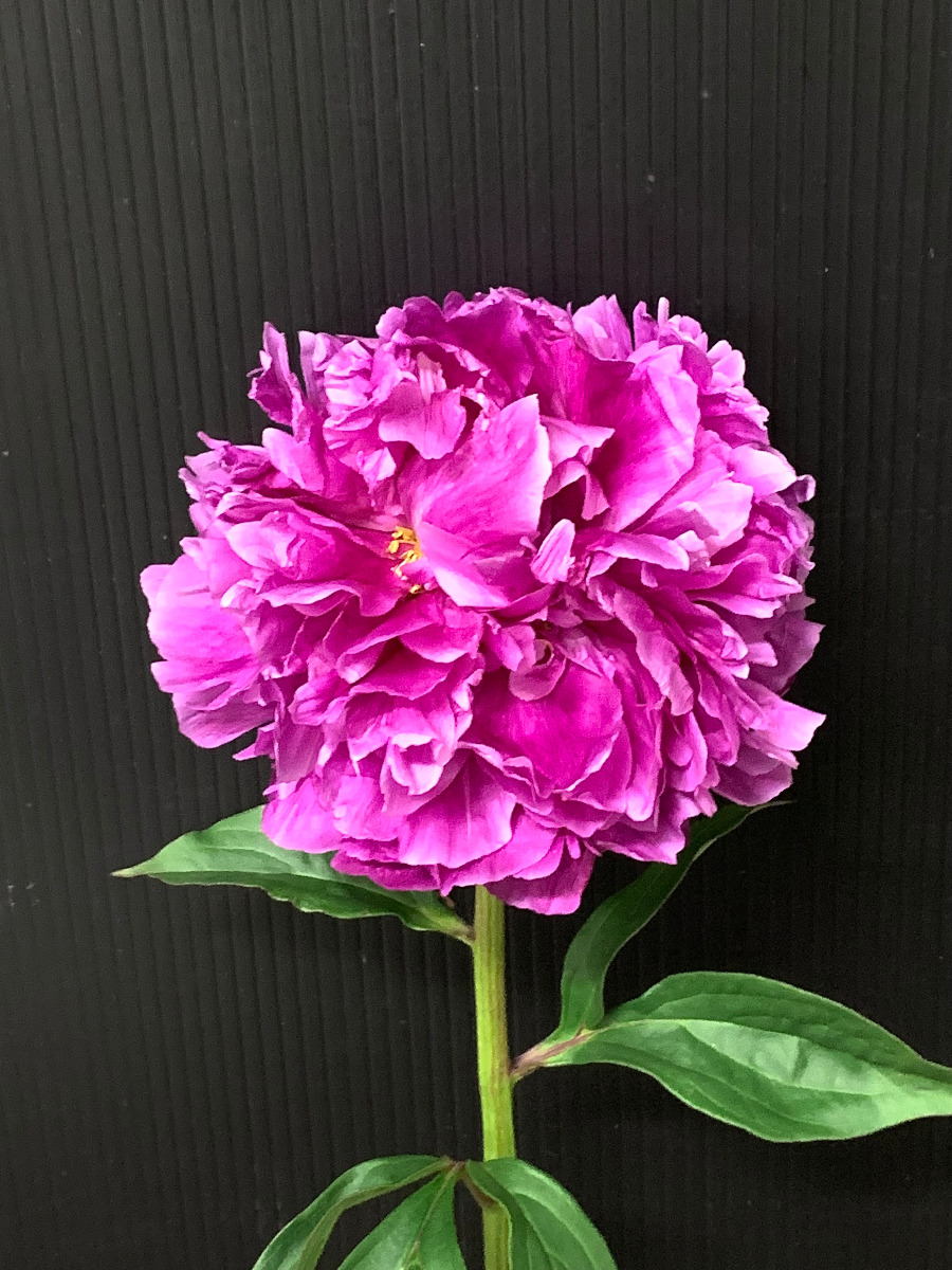 KOTA Photo シャクヤク 赤 | 九州大田花き